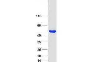 Validation with Western Blot