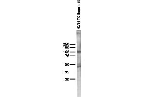 Mouse sperm membrane immunoblot.