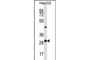 PROSC Antibody (C-term) (ABIN656950 and ABIN2846137) western blot analysis in HepG2 cell line lysates (35 μg/lane). (PROSC 抗体  (C-Term))