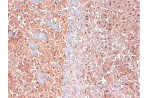 IHC analysis of KCNQ4 in frozen sections of mouse brain extract using KCNQ4 antibody. (KCNQ4 抗体  (AA 2-77))