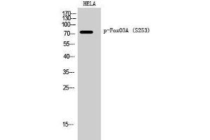 Western Blot analysis of Hela cells using Phospho-FOXO3 (Ser253) Polyclonal Antibody at dilution of 1:2000 (FOXO3 抗体  (pSer253))