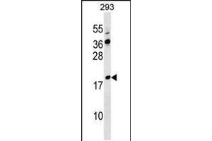 Western blot analysis in 293 cell line lysates (35ug/lane). (Lysozyme-Like 4 抗体  (AA 37-63))