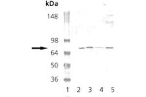 Western blot analysis: Lane 1: MW marker, Lane 2: Mouse Brain Tissue Extract, Lane 3: Rat Brain Tissue Extract, Lane 4: EKS4 Cell Lysate, Lane 5: HS67 Cell Lysate probed with PKG pAb. (PRKG1 抗体)
