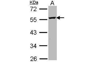 WB Image Sample (30 ug of whole cell lysate) A: Molt-4 , 10% SDS PAGE antibody diluted at 1:1000 (ODC1 抗体)