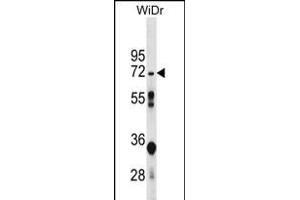 NT5C2 Antibody (N-term) (ABIN656169 and ABIN2845499) western blot analysis in WiDr cell line lysates (35 μg/lane). (NT5C2 抗体  (N-Term))