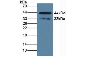 Detection of KLK1 in Human BXPC-3 Cells using Polyclonal Antibody to Kallikrein 1 (KLK1) (Kallikrein 1 抗体  (AA 27-261))