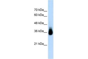 Western Blotting (WB) image for anti-Homeobox C9 (HOXC9) antibody (ABIN2461804) (HOXC9 抗体)