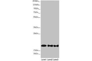 Western blot All lanes: NDUFB10 antibody at 2.