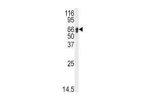 Western blot analysis of anti-AGT Antibody (N-term) (ABIN392327 and ABIN2841974) in HepG2 cell line lysates (35 μg/lane). (AGT 抗体  (N-Term))