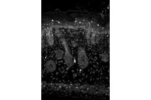 Immunohistochemistry (IHC) image for anti-Potassium Inwardly-Rectifying Channel, Subfamily J, Member 2 (KCNJ2) (Internal Region) antibody (ABIN6657695)