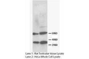 Image no. 2 for anti-DNA Repair Protein Homolog 1 (RAD51) (N-Term) antibody (ABIN1495062) (RAD51 抗体  (N-Term))