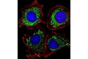 Fluorescent image of HepG2 cells stained with AK4 Antibody (Center) (ABIN1944856 and ABIN2838526). (AK4 抗体  (AA 119-153))