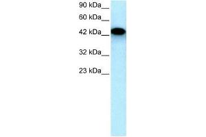 Human HepG2; WB Suggested Anti-EYA3 Antibody Titration: 0. (EYA3 抗体  (Middle Region))