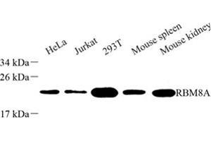 Western blot analysis of RBM8A (ABIN7075478) at dilution of 1: 500 (RBM8A 抗体)