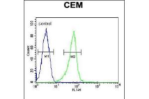 Flow cytometric analysis of CEM cells (right histogram) compared to a negative control cell (left histogram). (ITGB1BP3 抗体  (AA 156-186))
