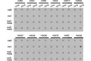 Dot-blot analysis of all sorts of methylation peptidesusing H4K20me1 antibody. (Histone H4 抗体  (meLys20))