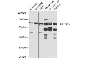 Western blot analysis of extracts of various cell lines, using CYP46 antibody (ABIN6130168, ABIN6139358, ABIN6139359 and ABIN6224675) at 1:1000 dilution. (CYP46A1 抗体  (AA 24-280))