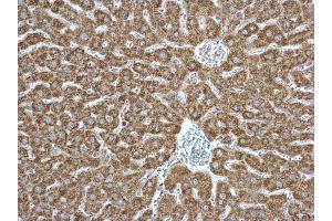 IHC-P Image EPHX1 antibody detects EPHX1 protein at cytosol on mouse liver by immunohistochemical analysis. (EPHX1 抗体)