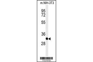 Western blot analysis of PHB2-Y128in mouse NIH-3T3 cell line lysates (35ug/lane) (Prohibitin 2 抗体  (AA 106-134))