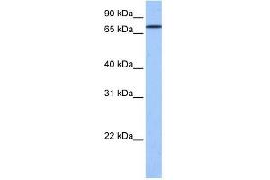 GK2 antibody used at 1 ug/ml to detect target protein. (GK2 抗体  (C-Term))