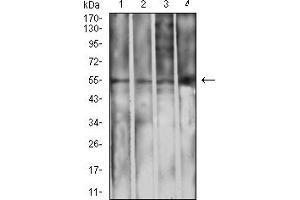 Western blot analysis using IghA1 mouse mAb against L1210 (1), THP-1 (2), HepG2 (3), and COS7 (4) cell lysate. (IGHA1 抗体  (AA 207-353))