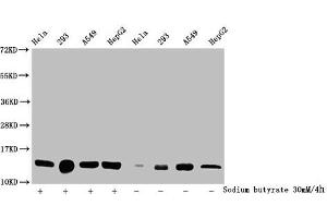 Western Blot Detected samples: Hela whole cell lysate, 293 whole cell lysate, A549 whole cell lysate, HepG2 whole cell lysate, Untreated (-) or treated (+) with 30 mM sodium butyrate for 4h All lanes: HIST1H2BC antibody at 1:100 Secondary Goat polyclonal to rabbit IgG at 1/50000 dilution Predicted band size: 14 kDa Observed band size: 14 kDa (Histone H2B 抗体  (acLys24))