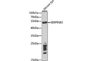 Western blot analysis of extracts of mouse eye, using SERPINB3 antibody (ABIN1876606) at 1:1000 dilution. (SERPINB3 抗体)