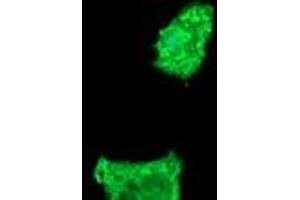 Image no. 3 for anti-Fetal and Adult Testis Expressed 1 (FATE1) antibody (ABIN1498223) (FATE1 抗体)