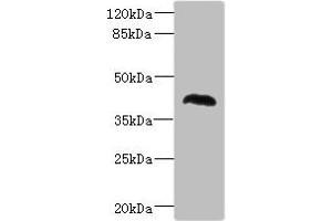 Western blot All lanes: NHLRC1 antibody at 1. (NHLRC1 抗体  (AA 1-280))