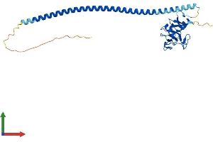 Protein Structure (PS) image for Asialoglycoprotein Receptor 1 (ASGR1) (AA 1-291) protein (His tag) (ABIN7552349)