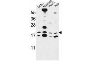 CNPY2 Antibody (C-term) western blot analysis in MCF-7,NCI-H460,HepG2,Hela cell line lysates (35µg/lane). (CNPY2/MSAP 抗体  (C-Term))