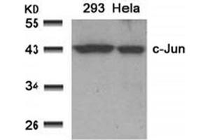 Image no. 1 for anti-Jun Proto-Oncogene (JUN) (AA 89-93) antibody (ABIN197128) (C-JUN 抗体  (AA 89-93))