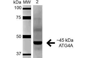 Western blot analysis of Rat Pancreas cell lysates showing detection of 45. (ATG4A 抗体  (AA 102-113) (FITC))