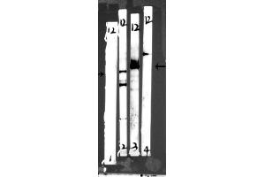 Western Blotting (WB) image for anti-Phosphoinositide 3 Kinase, p85 alpha (PI3K p85a) (pTyr607) antibody (ABIN6256775)