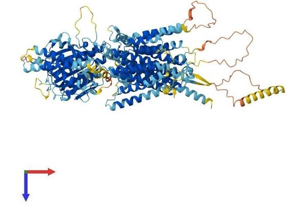 PIGO Protein (AA 1-1093) (His tag)