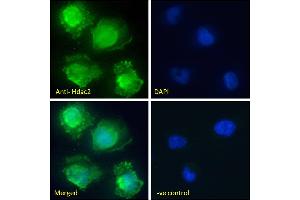 ABIN6391348 Immunofluorescence analysis of paraformaldehyde fixed U251 cells, permeabilized with 0.