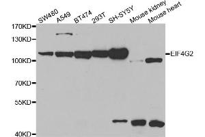 Western blot analysis of extracts of various cell lines, using EIF4G2 antibody. (EIF4G2 抗体)