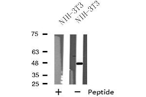 Western blot analysis of extracts from NIH-3T3 cells, using NPY1R antibody. (NPY1R 抗体  (Internal Region))