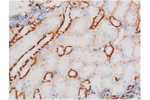 ABIN6267528 at 1/200 staining Mouse kidney tissue sections by IHC-P. (SAPK, JNK (pThr183) 抗体)