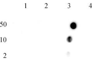 Histone H4R3me2a (asymmetric) antibody (pAb)tested by dot blot analysis.