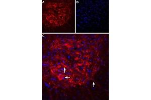 Expression of IP3R2 in rat spinal cord - Immunohistochemical staining of rat spinal cord using Anti-IP3 Receptor-2 (ITPR2)-ATTO Fluor-594 Antibody (ABIN7043289), (1:60).