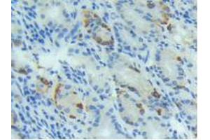 IHC-P analysis of Human Stomach Tissue, with DAB staining. (BMP4 抗体  (AA 293-408))