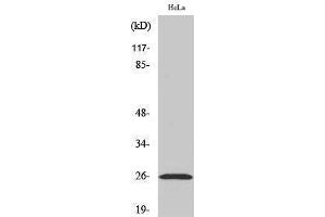 Western Blotting (WB) image for anti-Ephrin A5 (EFNA5) (Internal Region) antibody (ABIN3184516) (Ephrin A5 抗体  (Internal Region))