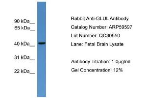WB Suggested Anti-GLUL  Antibody Titration: 0. (GLUL 抗体  (C-Term))