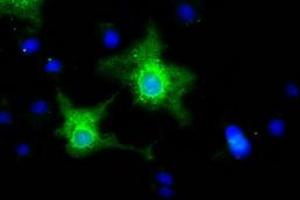 Anti-EFNA2 mouse monoclonal antibody (ABIN2452979) immunofluorescent staining of COS7 cells transiently transfected by pCMV6-ENTRY EFNA2 (RC213728). (Ephrin A2 抗体)