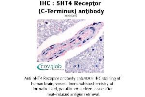 Image no. 1 for anti-Serotonin Receptor 4 (HTR4) (C-Term) antibody (ABIN1731375) (Serotonin Receptor 4 抗体  (C-Term))