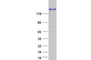 Pleckstrin Homology Domain Containing, Family M (With RUN Domain) Member 2 (PLEKHM2) protein (Myc-DYKDDDDK Tag)