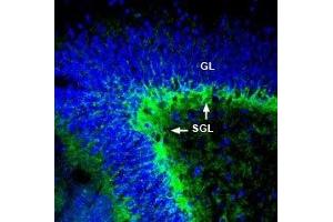 Immunohistochemistry (IHC) image for anti-Solute Carrier Family 1 (Glutamate/Neutral Amino Acid Transporter), Member 4 (SLC1A4) (AA 500-512), (Intracellular) antibody (ABIN7043665)