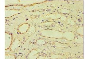 Immunohistochemistry (IHC) image for anti-ATP Synthase, H+ Transporting, Mitochondrial F0 Complex, Subunit F6 (ATP5J) (AA 1-108) antibody (ABIN7144870)