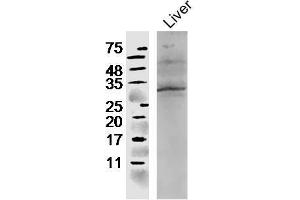 Mouse liver lysates probed with Rabbit Anti-CCL4 Polyclonal Antibody, Unconjugated  at 1:300 in 4˚C overnight. (CCL4 抗体  (AA 26-92))
